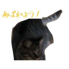 [LINEスタンプ] なんかうちの猫(写真バージョン)