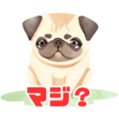 [LINEスタンプ] 犬種パグの日常会話スタンプ