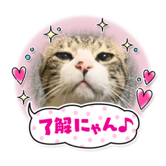 [LINEスタンプ] ムツゴロウ♂スタンプ
