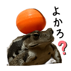 [LINEスタンプ] ヒキガエル(九州・博多弁)