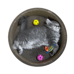 [LINEスタンプ] スコティッシュフォールドのルパンくん