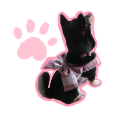 [LINEスタンプ] 黒柴（豆）第二弾