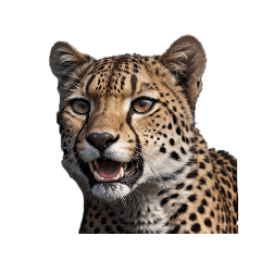 [LINEスタンプ] チーター Cheetah