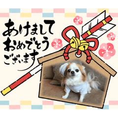 [LINEスタンプ] チワワのポッキー♡