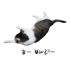 [LINEスタンプ] 保護猫スタンプ▼ちゃたうにたま