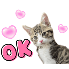 [LINEスタンプ] もこ助スタンプ