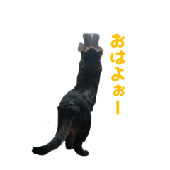 [LINEスタンプ] なんかうちの猫2