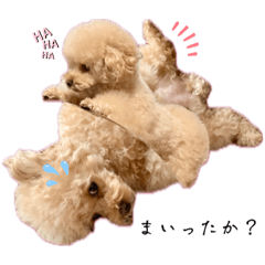 [LINEスタンプ] 仲良し会話 トイプードル