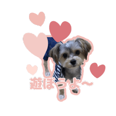 [LINEスタンプ] 楓太ちゃん_202401