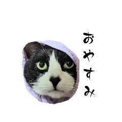 [LINEスタンプ] 我が子＆ねこ