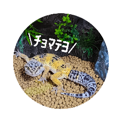 [LINEスタンプ] ピリPiri①
