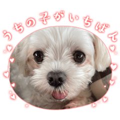 [LINEスタンプ] ちゃくらです