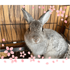 [LINEスタンプ] 最強すぎたうさぎ