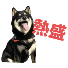[LINEスタンプ] 汎用性高め黒柴の野球用語集（なんJ寄り）
