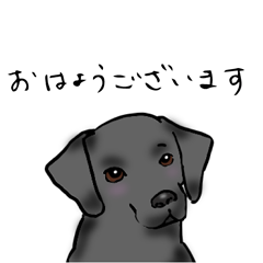 [LINEスタンプ] 黒ラブジャックの丁寧語スタンプ