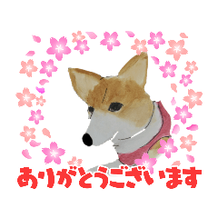 [LINEスタンプ] WhitePearl【コーギー犬】