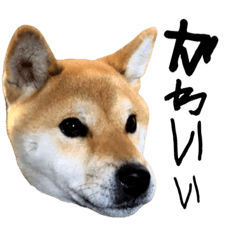 [LINEスタンプ] 世界のかいぴー！5
