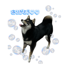 [LINEスタンプ] 黒（豆）柴スタンプの画像（メイン）