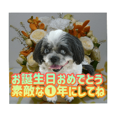 [LINEスタンプ] 華やかなシーズー