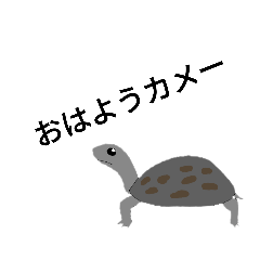 [LINEスタンプ] ゾウガメのハイカメスタンプ