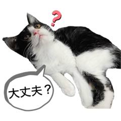 [LINEスタンプ] ハチワレにゃんこ第三弾