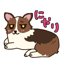 [LINEスタンプ] コーギーのおショコさん