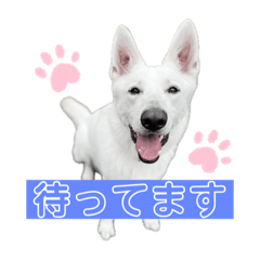 [LINEスタンプ] ホワシェパのくーたろう