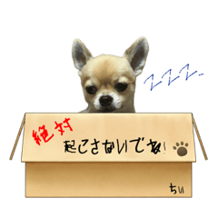 [LINEスタンプ] 僕の名前は「ちぃ」って言うんだ。