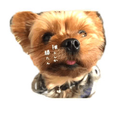 [LINEスタンプ] トイしか勝たん 5