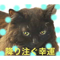 [LINEスタンプ] 黒猫 ルナ院長136にゃんめ