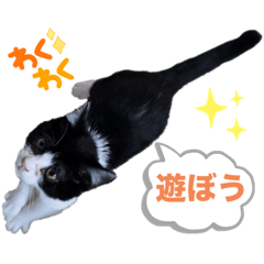 [LINEスタンプ] ハチワレにゃんこ第七弾