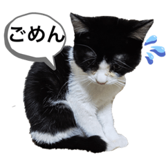 [LINEスタンプ] ハチワレにゃんこ第六弾