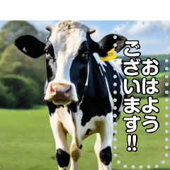 [LINEスタンプ] 乳牛ホルスタイン【リアル風】
