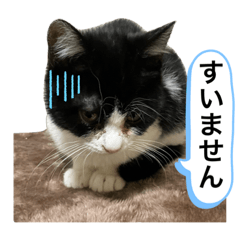 [LINEスタンプ] ハチワレにゃんこ第八弾