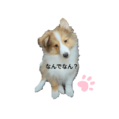 [LINEスタンプ] びすこっち