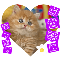 [LINEスタンプ] ねこまーち ふわふわレッドプリンセス