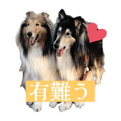 [LINEスタンプ] コリー詰め合わせ