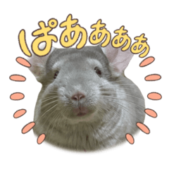 [LINEスタンプ] チンチラのこももちゃん