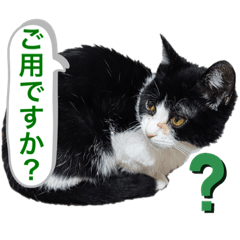 [LINEスタンプ] ハチワレにゃんこ第九弾