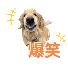 [LINEスタンプ] ゴールデンレトリバーのとわくん