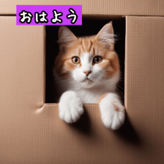 [LINEスタンプ] かわいい子猫の表情！