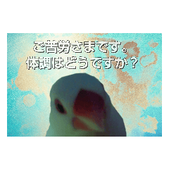 [LINEスタンプ] 白文鳥からの挨拶