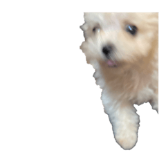 [LINEスタンプ] 荒ぶる犬シリーズ