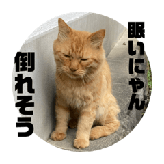 [LINEスタンプ] 大好きな猫たち！？