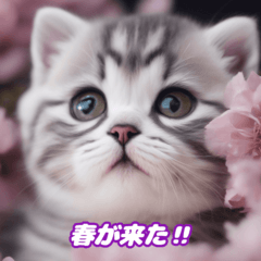 [LINEスタンプ] スコティッシュフォールド猫まみれ1