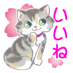 [LINEスタンプ] 毎日使えるうちの猫