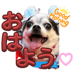 [LINEスタンプ] しゃくれチワワのあぴす♡