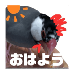 [LINEスタンプ] 桜文鳥わすけ あいさつするわす【改訂版】