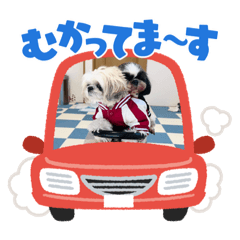 [LINEスタンプ] ぢげひなスタンプ② チワシーズーぢげんの画像（メイン）