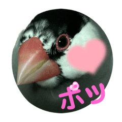 [LINEスタンプ] 桜文鳥わすけEmotional Wasu【改訂版】